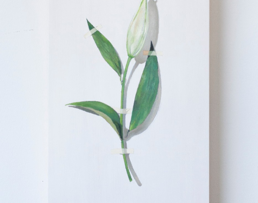 Lillium Lillium